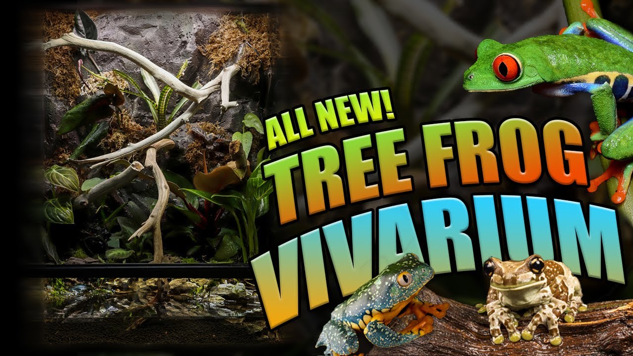 How To Setup Bioactive Tree Frog Terrarium!! (Exo Terra Tree Frog Terrarium) - YouTube