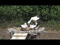 Белый и дальневосточный аисты - Птицы России - Фильм 53 (Ciconia)