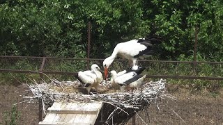 Above the stork's nest - Birds of Russia - Movie 53 (Ciconia)