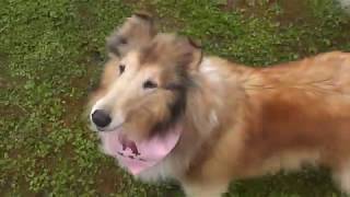 RoughCollie：あの頃のオフ会20191024 by shylphmaster 1,704 views 4 years ago 22 minutes