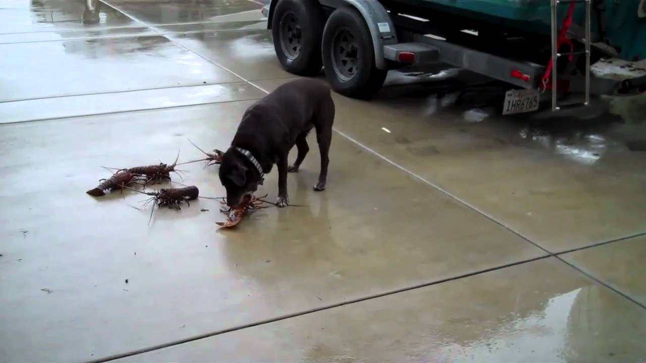 Lobster retriever YouTube