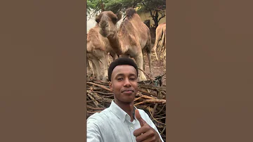 Runta Sheeg Adoo Caano Geel Cabo Xilige Kugu Danbesay 