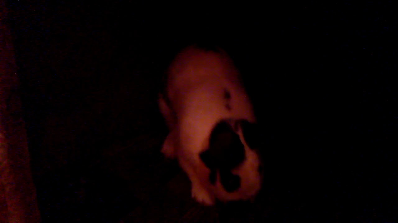 Прибавление в семью двух кроликов, Европейское серебро мальчик и Рыжая ...