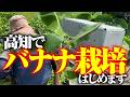 【バナナ栽培に挑戦】うまく育つかな