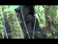 Gafkin Rwandan gorilla adventure