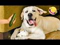 Try Not To Laugh Funny Cats and Dogs Videos 🤣 Best Of The 2026 Funny Animal Videos