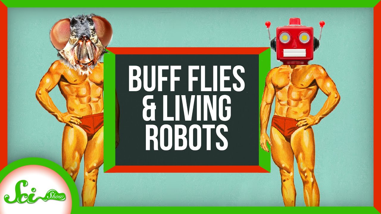 How to Get Buff Without Exercise (If You’re a Fly) | SciShow News