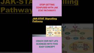 Cell Signaling part 8 :JAK-STAT Pathway Simplified! 🧬 #cellsignaling #cellbiologycsirnetlifescience