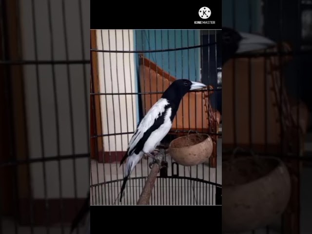 masteran jagal papua isian mewah,, di jamin burung pasti nyaut class=