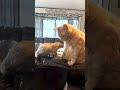 Prairie Dog's Hug Attempt Ends in Hilarious Tumble