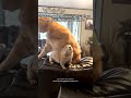 Prairie Dog's Hug Attempt Ends in Hilarious Tumble