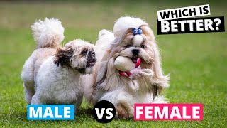 Male vs Female Shih Tzu: Which is Better?