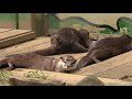 智光山公園こども動物園 (2018年7月22日) の動画、YouTube動画。