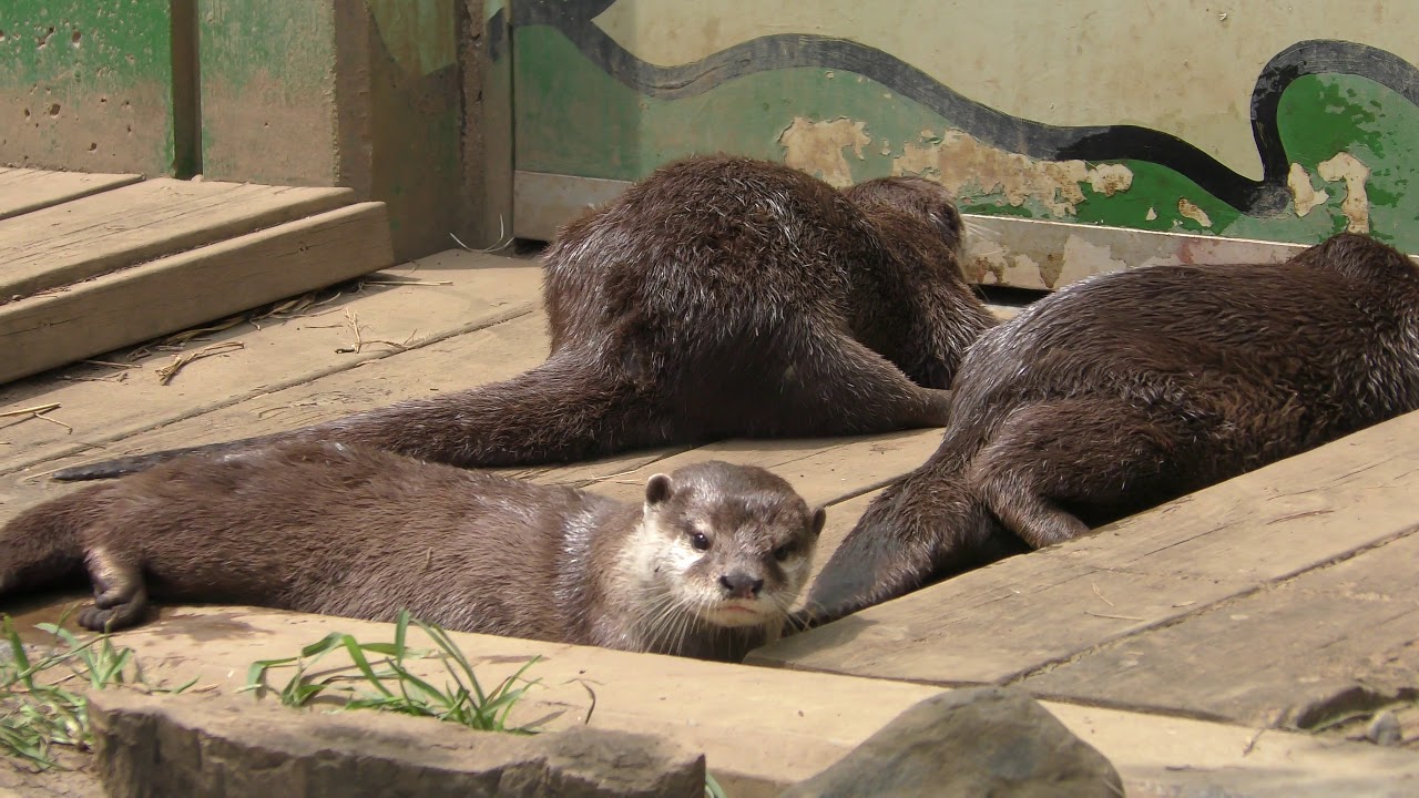 Asian short-clawed otter (CHIKOZAN PARK ZOO, Saitama, Japan) July