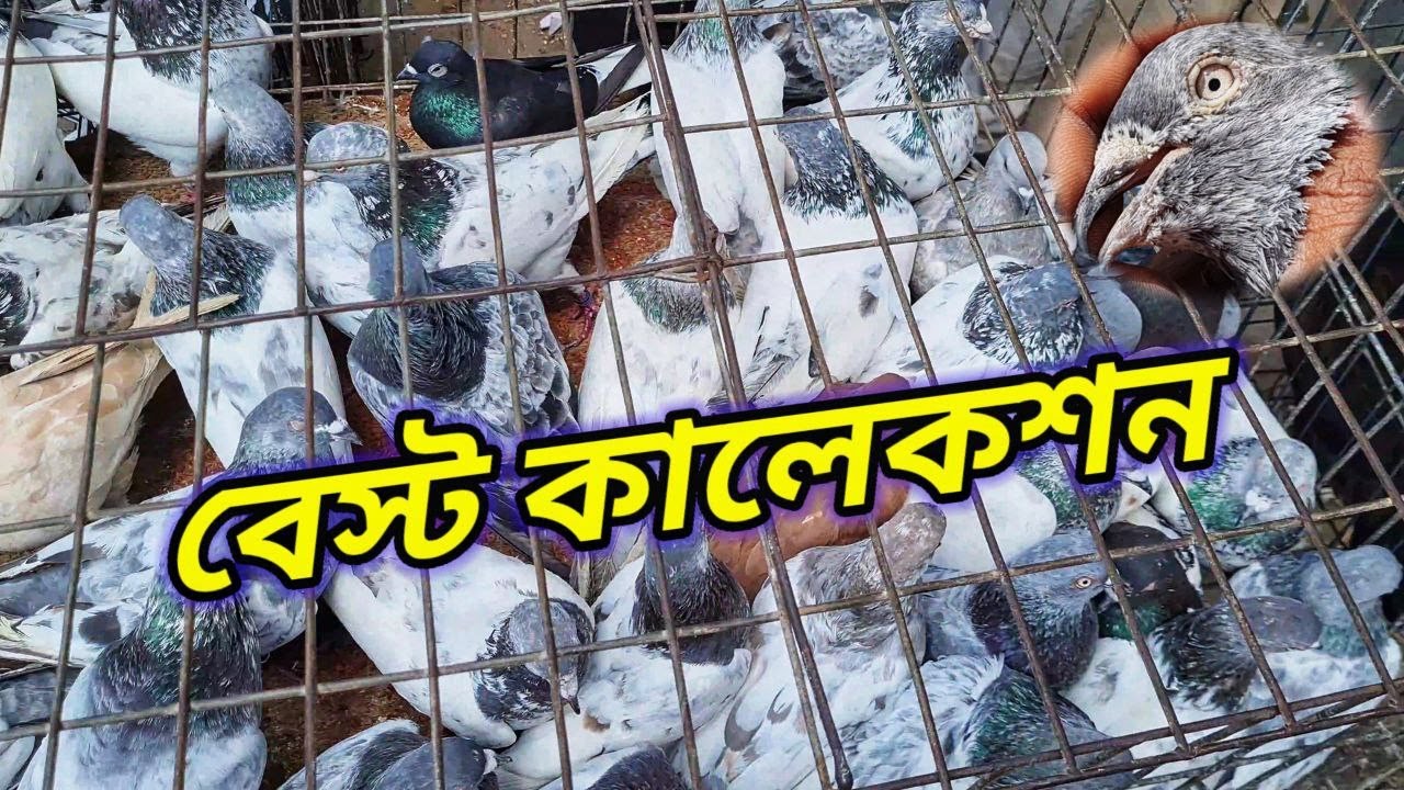 মিরপুর ১ কবুতরের হাটের আজকের বেস্ট কালেকশন ❤️ | Miraj Pigeon & Pets