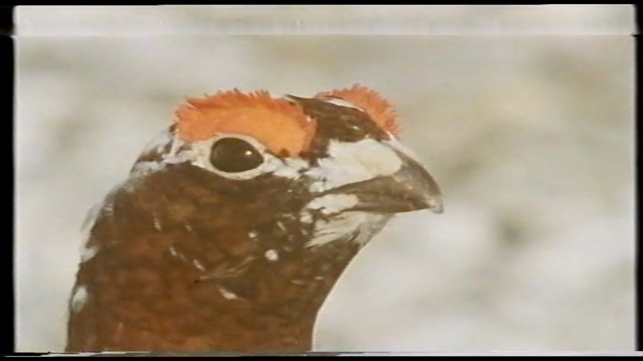 The Remarkable Willow Grouse