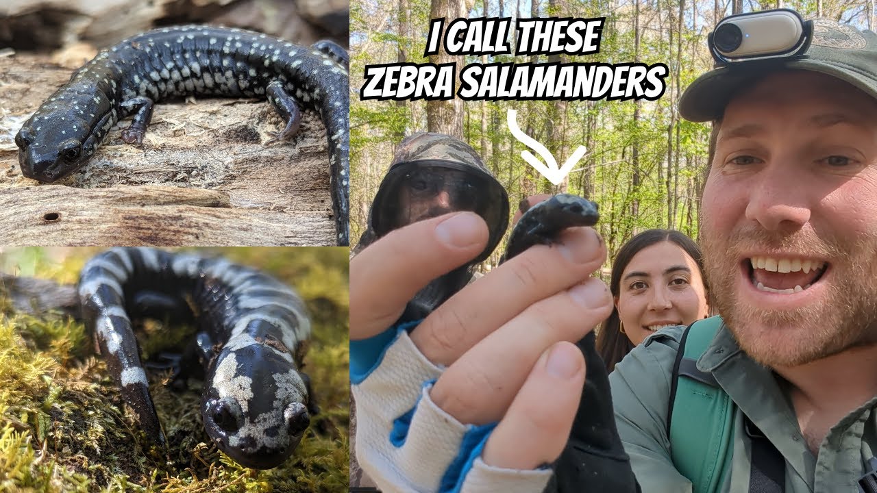 Flipping for Salamanders, Frogs, and More | Field Herping Montgomery Alabama