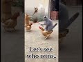 Not a fight… a complete action movie! 😂🐱🔥” #shorts #viral #trending