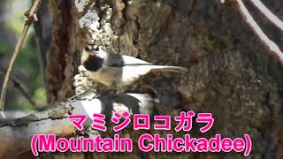 コガラの対話 マミジロコガラ (Mountain Chickadee)、カリフォルニアの愛しい鳥たち