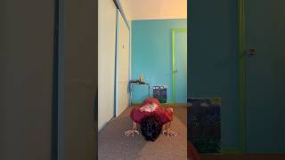 Support An Underrated Content Creator Like Me  subscribe support