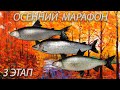 Русская рыбалка 4 - Осенний марафон 3 этап. Ловим Сигов.