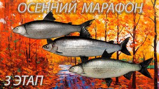 Русская рыбалка 4 - Осенний марафон 3 этап. Ловим Сигов.