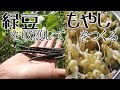 緑豆を収穫して自家製モヤシをつくる【自給生活北海道ぐるりの暮らし】#105 畑で育てている緑豆は9月頃から定期的に収穫します。今回は採ってきたばかりの豆をから「緑豆もやし」を育ててみました。