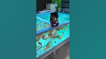 Cám Mega Jumbo "HẠT NỔI size 1li & 2li & 3li" Túi 1kg. Thức ăn cao cấp cho cá…#02/10.25