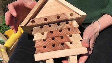 Our guide to solitary bees