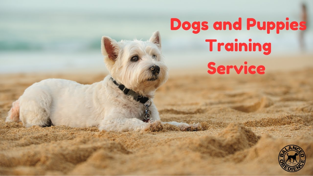 Secrets to Training Service Dogs and Puppies | Balanced Obedience Dog ...