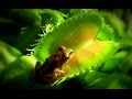 Venus frogtrap / Venus flytrap - Venusfliegenfalle