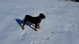 Рочката Ягдтериер 4