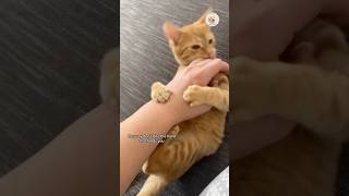 Does your cat bite you during play😊#cat #catshorts #cats #shortsfeed #shorts