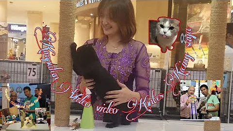 Watch the video about Kumpulan Video Kontes Kucing / Cat Show!!! Bengal mainecoon and British Short Hair!!!😍