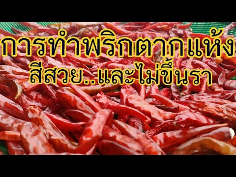 ทำพริกแห้งจากเชื้อรา|เข้าครัวกันเถอะ| Cat Saradee Channel