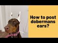 How to post dobermans ears?