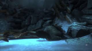 Rise of the tomb Raider part 5
