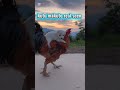 🐶❤️🐔 Ek Anokhi Mohabbat | Cute Puppy &amp; Chicken Love Story 🥹✨#PuppyLove 🐶 #ChickenLove 🐔 #CuteAnimals