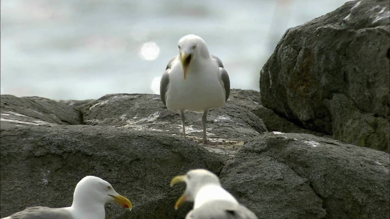 Gull Bloodline History