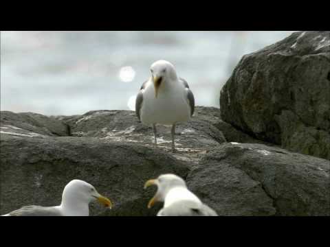 Video: Herring Gull: Description, Reproduction and Interesting Facts