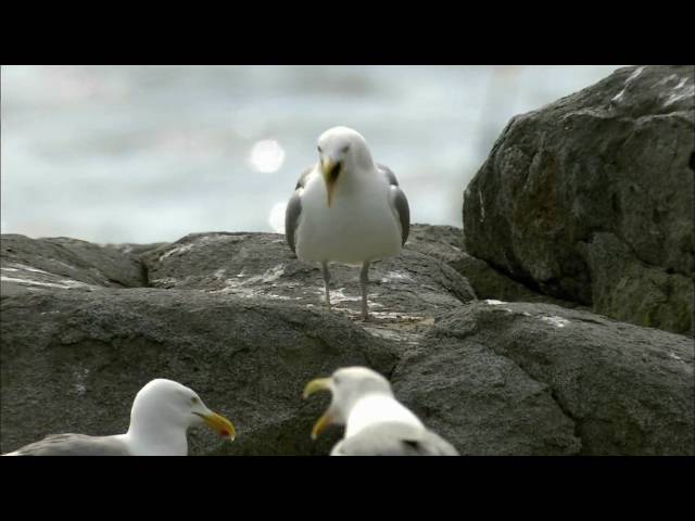 How Nature Works: Gull Territoriality class=