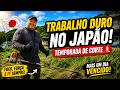 AGORA O SERVIÇO PESOU NO JAPÃO! INICIOU A TEMPORADA DE CORTAR MATO