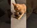 愛あるしつけ