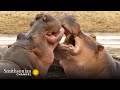 The Beach Master Hippo Battles His Hungry, Hungry Rival 🦛 Tales from Zambia | Smithsonian Channel