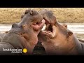 Beach Master Hippo Behavior and Tactics