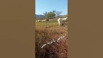 خلاص يا غربه حنى اشترك اكسبلور Animals 