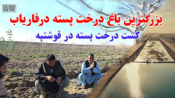 کشت درخت پسته در زمینهای کانال قوشتپه در ولایت فاریاب، بزرگترین باغ درخت پسته درشمال افغانستان