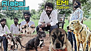 Alabai in Chennai  | Micro Bully | Rare Collection Dogs | EMI Option | SK Dogs Kennel #dog