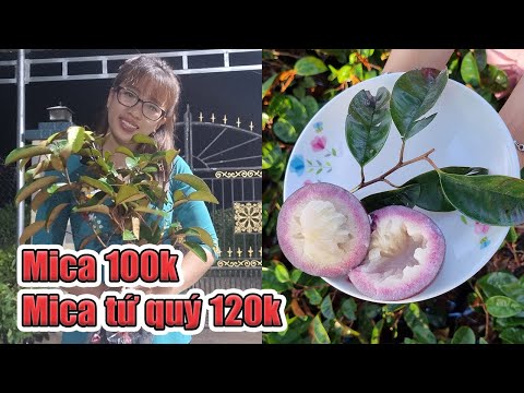Video Vú sữa mica , mica tứ quý , giống vú sữ ăn được vỏ |... - youtube
