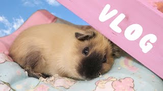 Becoming a Mother: GETTING GUINEA PIGS